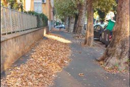 Fogliame invade i marciapiedi di via Lucio Lepidio